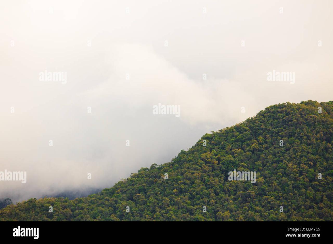 Exotic rainforest explorations